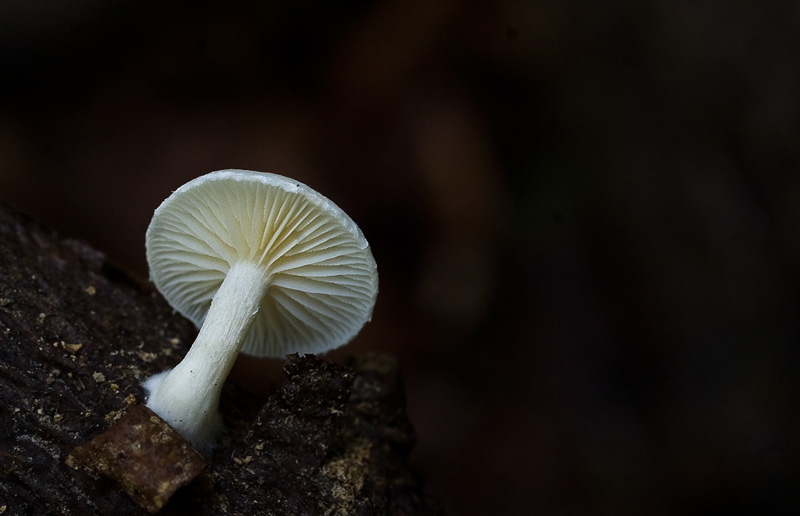 Pholiota tuberculosa